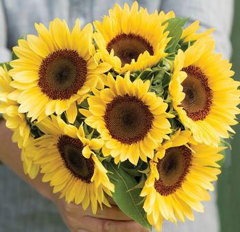 Sunflower Pro Cut Peach