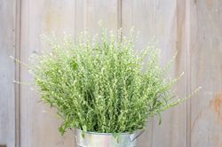 Persian cress