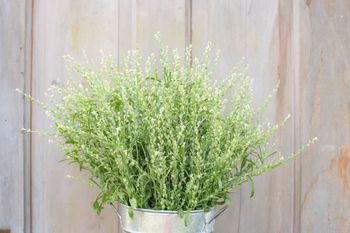 Persian cress