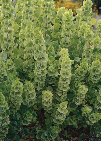 Bells of Ireland
