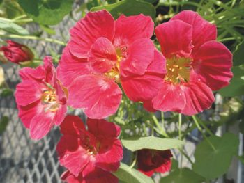 Nasturtium Whirlybird Cherry Rose
