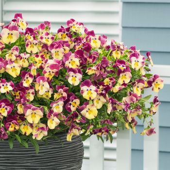 Pansy Cool Wave Strawberry Swirl F1