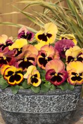 Pansy Mystique Antique Shades F1