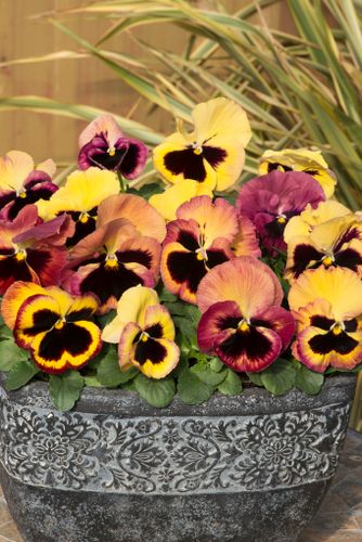 Pansy Mystique Antique Shades F1