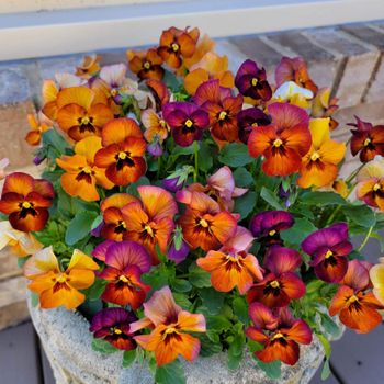 Pansy Nature Mulberry Shades F1