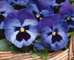 Pansy Mystique Denim F1