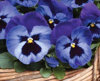 Pansy Mystique Denim F1