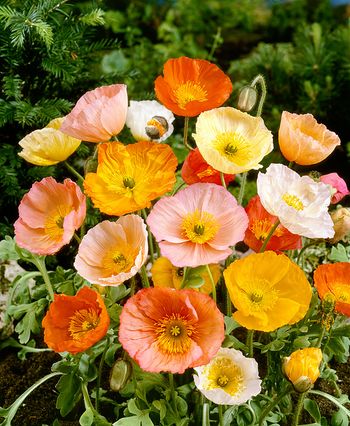 Poppy Meadow Pastels