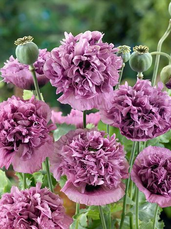 Poppy Double Violet Blush