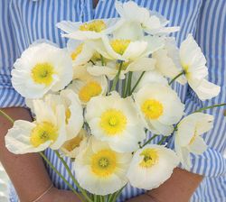Poppy Champagne Bubbles White F1