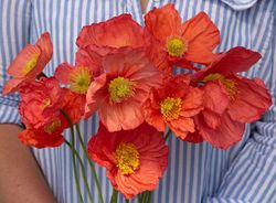 Poppy Champagne Bubbles Pink F1