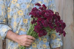 Pincushion Merlot Red