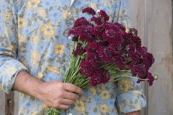Pincushion Merlot Red