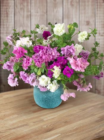 Petunia Allegra Mixed F1