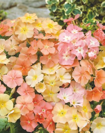 Phlox Coral Reef