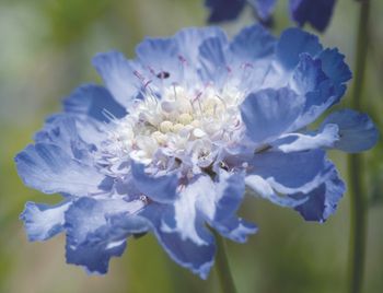 Pincushion Fama Deep Blue