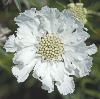 Pincushion Fama White