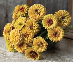 Zinnia Queen Lemon Peach