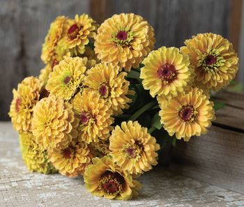 Zinnia Queen Lemon Peach