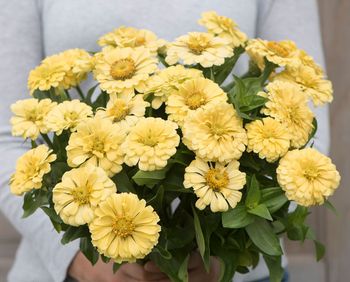 Zinnia Isabellina
