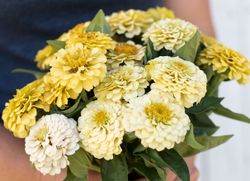 Zinnia Oklahoma Ivory