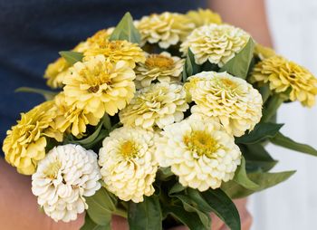 Zinnia Oklahoma Ivory