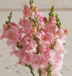 Snapdragon Chantilly Light Pink F1