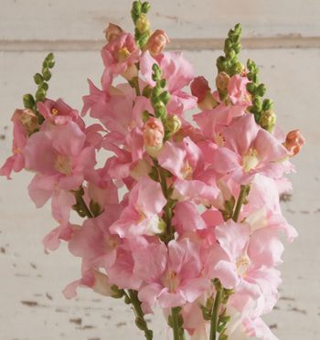 Snapdragon Chantilly Light Pink F1