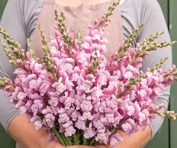 Snapdragon Costa Summer Lavender F1