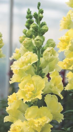 Snapdragon Madame Butterfly Yellow F1