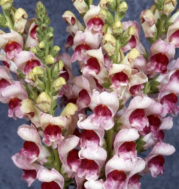Snapdragon Potomac Plumblossom F1