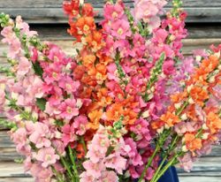 Snapdragon Sherbet Toned Chantilly Mixed F1