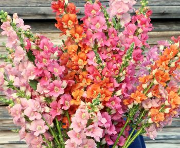 Snapdragon Sherbet Toned Chantilly Mixed F1