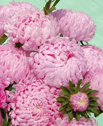 Aster Tower Salmon