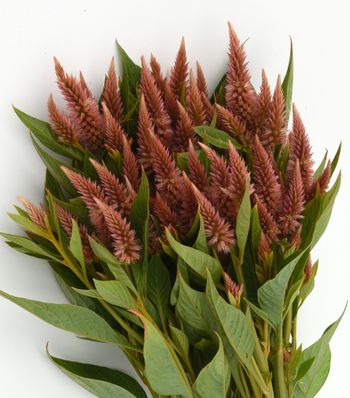Celosia Celway Terracotta