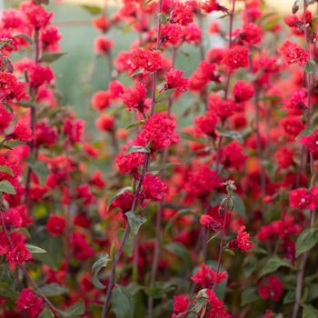 Clarkia Coral Tower