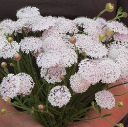 Laceflower Lacy Pink