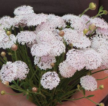 Laceflower Lacy Pink