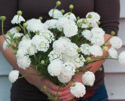 Laceflower Lacy White