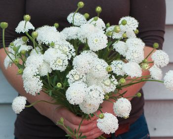 Laceflower Lacy White