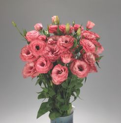 Lisianthus Advantage Cherry Sorbet F1