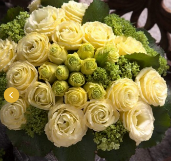 Lisianthus Croma Creamy Yellow F1