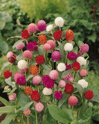 Globe amaranth QIS Formula Mixed