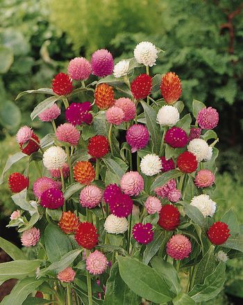 Globe amaranth QIS Formula Mixed