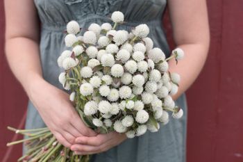 Globe amaranth QIS White