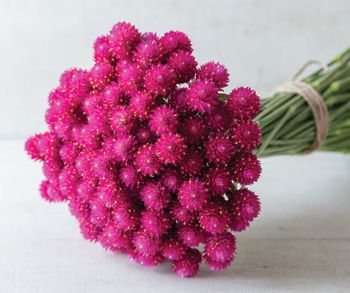 Globe amaranth QIS Carmine
