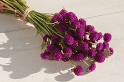 Klotamarant QIS Purple