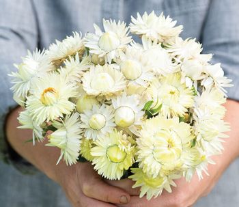 Strawflower Creamy White