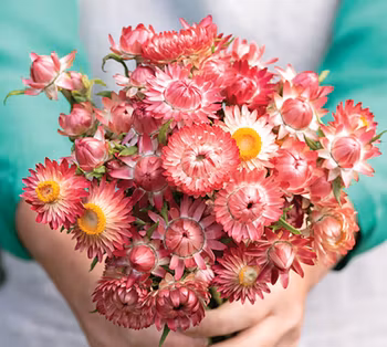 Eternell King Size Raspberry Rose