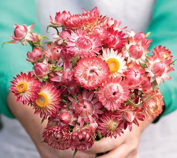 Strawflower King Size Raspberry Rose
